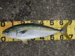 エヌテックマリン 釣果