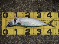 エヌテックマリン 釣果