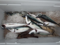 エヌテックマリン 釣果