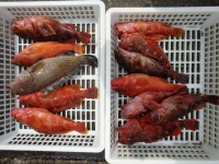 エヌテックマリン 釣果