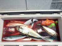 エヌテックマリン 釣果