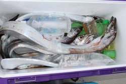 松本釣船２ 釣果