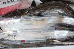 松本釣船２ 釣果