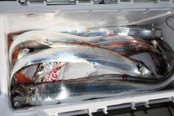 松本釣船２ 釣果