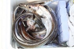 松本釣船２ 釣果