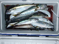 オーシャンマスター 釣果