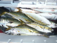 オーシャンマスター 釣果