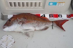 松本釣船２ 釣果