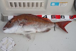 松本釣船２ 釣果