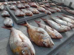 タイラバ船の海豚 釣果