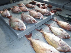 タイラバ船の海豚 釣果