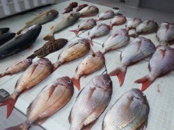 タイラバ船の海豚 釣果