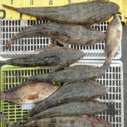 エヌテックマリン 釣果