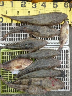 エヌテックマリン 釣果