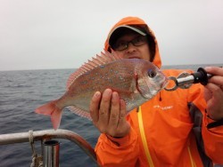 MATSUSHIMA SEANET 釣果