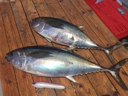 ゲームフィッシング バレントン 釣果