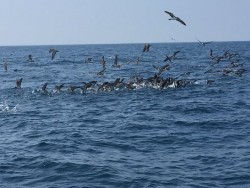 ゲームフィッシング バレントン 釣果