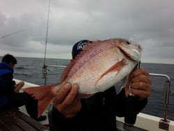 MATSUSHIMA SEANET 釣果