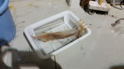 オーシャンズ 釣果