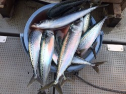 ゲームフィッシング バレントン 釣果