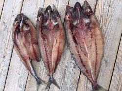 ゲームフィッシング バレントン 釣果