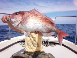 MATSUSHIMA SEANET 釣果