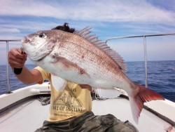 MATSUSHIMA SEANET 釣果