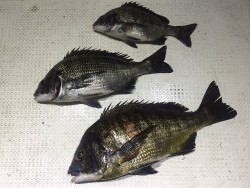 ゲームフィッシング バレントン 釣果