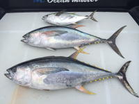 オーシャンマスター 釣果