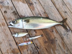 ゲームフィッシング バレントン 釣果