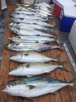 ゲームフィッシング バレントン 釣果