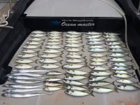 オーシャンマスター 釣果