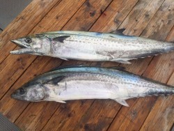 ゲームフィッシング バレントン 釣果