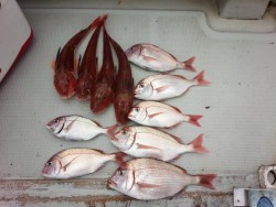 MATSUSHIMA SEANET 釣果