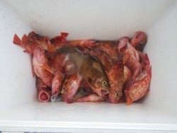 sea boss　シーボス 釣果