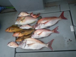 sea boss　シーボス 釣果