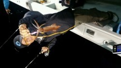 ディープ オーシャン 釣果