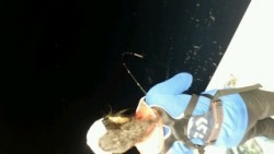 ディープ オーシャン 釣果