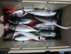 ＢＩＧ－ＯＮＥ 釣果