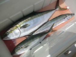 ＢＩＧ－ＯＮＥ 釣果