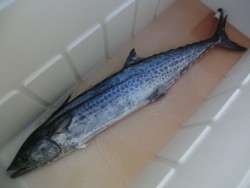 ＢＩＧ－ＯＮＥ 釣果