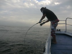 ＢＩＧ－ＯＮＥ 釣果