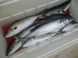 ＢＩＧ－ＯＮＥ 釣果