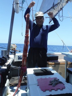 オーシャンパイオニア 釣果