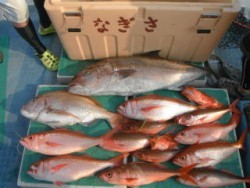なぎさ丸 釣果