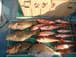 なぎさ丸 釣果