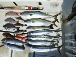 さぶろう丸 釣果