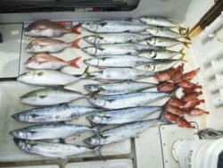 さぶろう丸 釣果