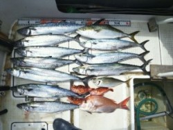 さぶろう丸 釣果