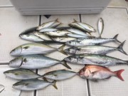 シーマジカル 釣果